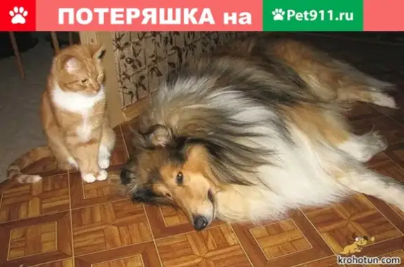 Найден пёс на ул. Конёнкова, Ленинский район