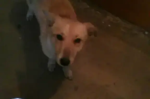 Найдена собака на остановке в Новокузнецке