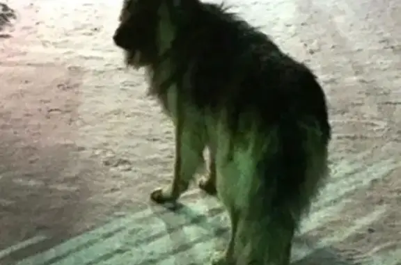 Найдена собака в Кильдинстрой, ищем хозяина
