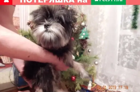 Найдена собака в Каменске-Уральском, нужна передержка до поиска хозяев.