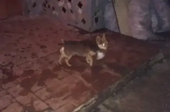 Найдена собака в Красноперекопске с белой штуковиной на ошейнике