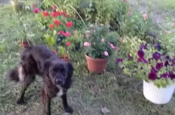 Пропала собака Аза в Недостоево, Рязань