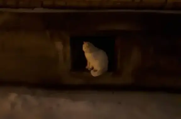 Потерян кот на ул. Труда,8, найдена белая кошка