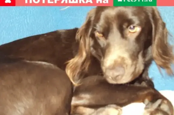 Пропала собака в Котласе