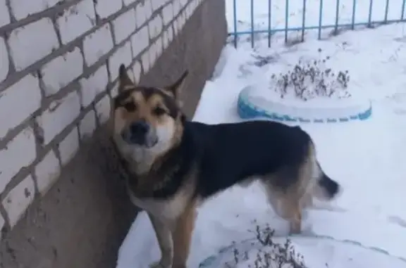 Пропала собака Байкал в селе Уразаево, Республика Татарстан.