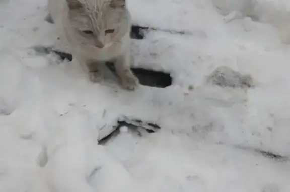 Найден белый кот в районе хладокомбината, Магнитогорск