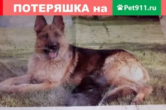Пропала собака Анта на улице Каманина, Орск