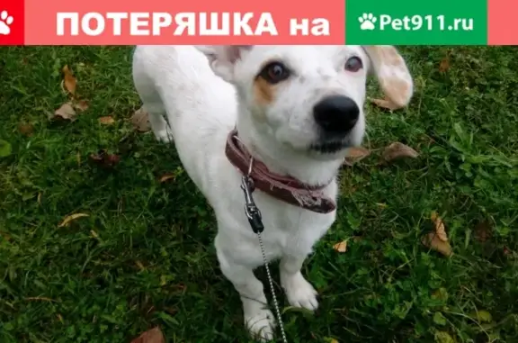 Пропала собака в Санкт-Петербурге, вознаграждение гарантирую!