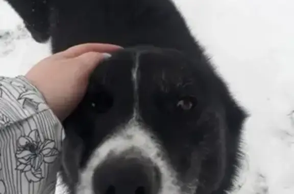 Найдена собака Лайка в деревне Щукино