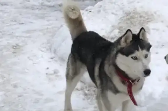 Пропала собака в Краснознаменске: два хаски, один найден https://vk.com/mmilagros