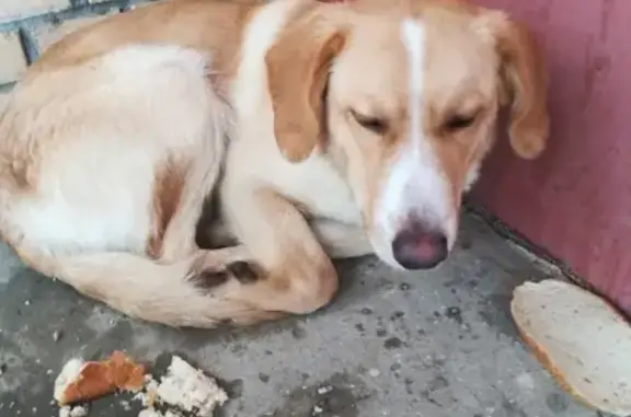 Собака найдена на ул. Ленина в Коломне