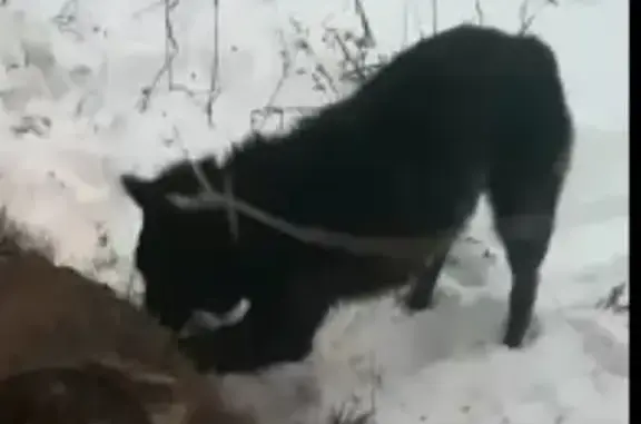 Собаки потеряшки, Черновский лесоучасток, фото: Потеряшка собака в Воткинском р-не, помогите найти!