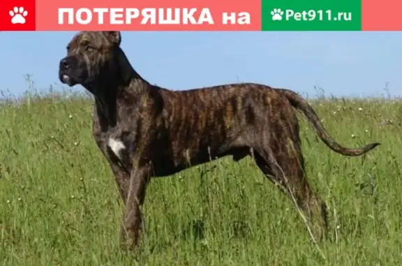 Найдена собака в Кобринском поселке, Ленобласть