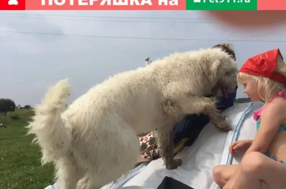 Пропала собака в Голицыно, подстрижена