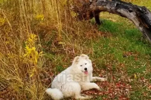 Пропала собака в районе Речпорта, белый самоед, вознаграждение