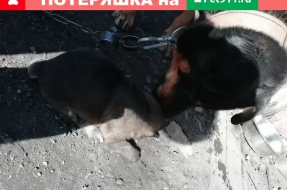 Пропал пёс Рамзес в Новокузнецке