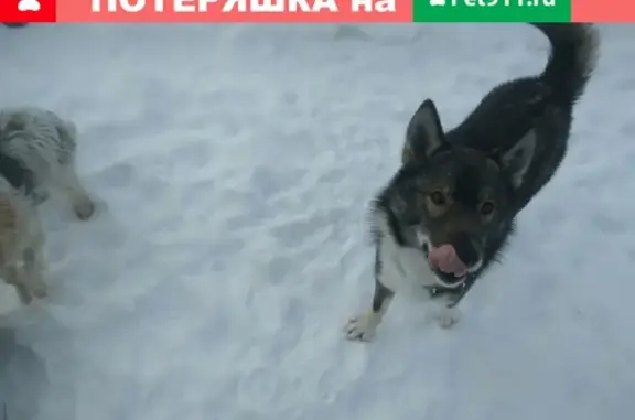 Пропала собака Арчи в Ишиме, Тюменская область