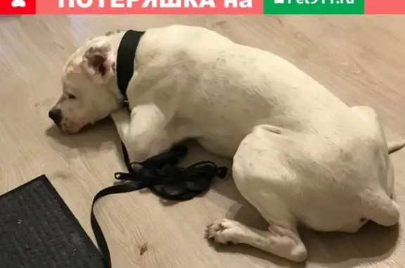 Собака Кобель с раненой головой в Ивантеевке