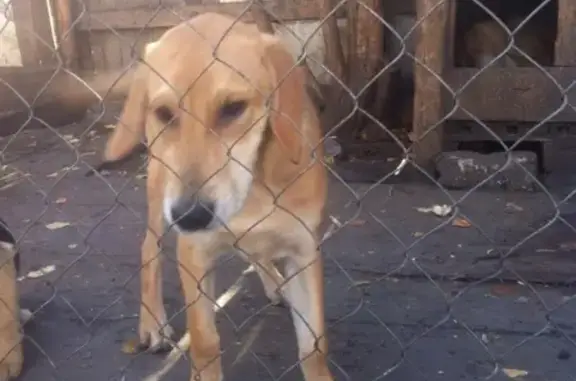 Пропала собака на 113 км, ищем в Новокуйбышевске