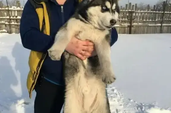 Пропала собака в Ачинске, Россия