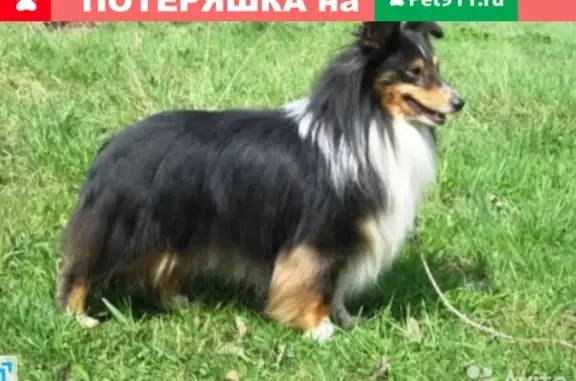Пропала собака Дина в д. Урсо, Ижевск