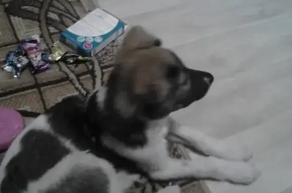 Найдена собака Бакс в Омске