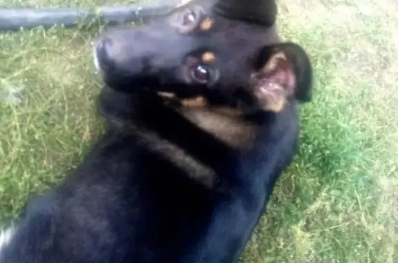 Пропала собака Лиса на улице Димитрова в Магнитогорске