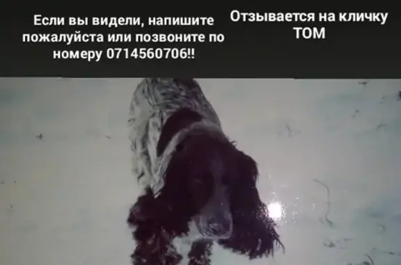 Пропала собака Том в Октябрьском районе, Башкортостан