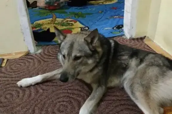 Найден пёс с ошейником в Излучинске
