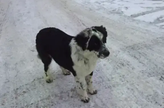 Найден молодой пес в СПб на ул. Костюшко
