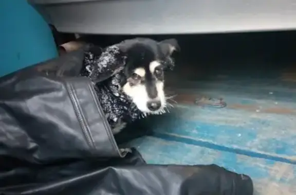 Найдена собака возле 25 лет Октября дом 9 (Новосибирск)