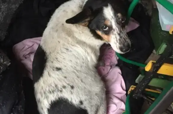 Найдена собака в районе Скуратово, Тула
