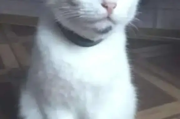 Найдена кошка на пр. Лушпы, 10, Сумы