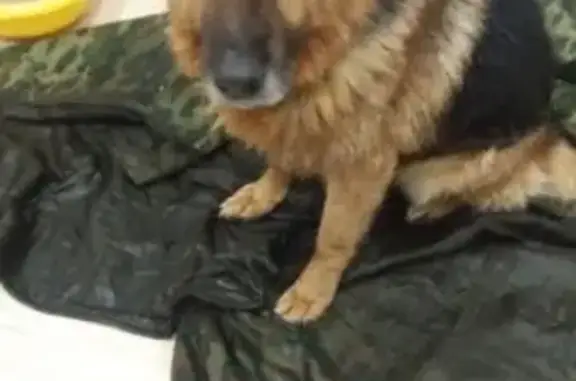Собака найдена в Пригородном лесу, Тамбов.