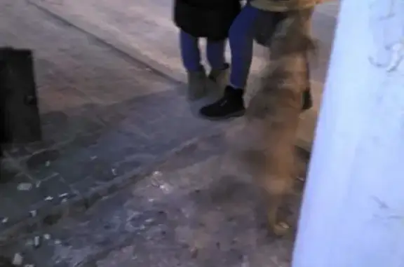 Рыжая собака на остановке в Чите ищет хозяина