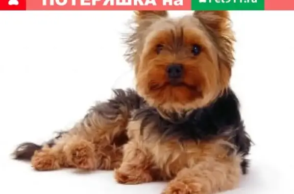 Пропала собака Ёрик на улицах Кореновска
