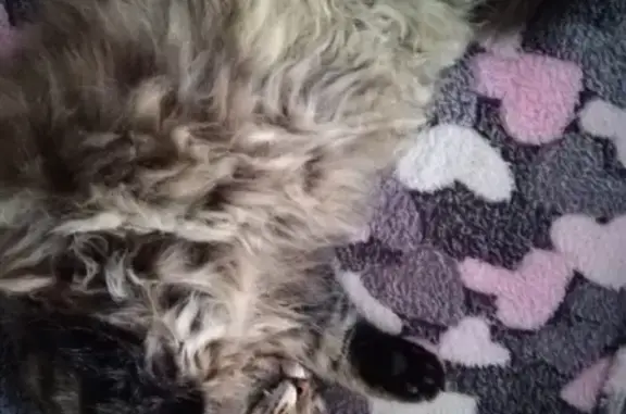 Кошки потеряшки, Кирилловка, фото: Потеряшка кот в Кирилловке, Новороссийск, Краснодарский край