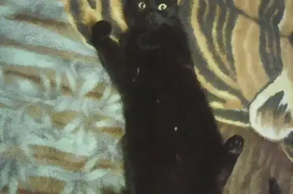 Пропал чёрный кот в районе Давпон, Ярославская, Россия