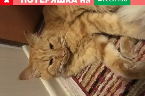 Найден рыжий кот в Черноречье, Кострома
