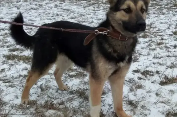 Собаки потеряшки, Сырково, фото: Потеряшка собака Чара в деревне Сырково