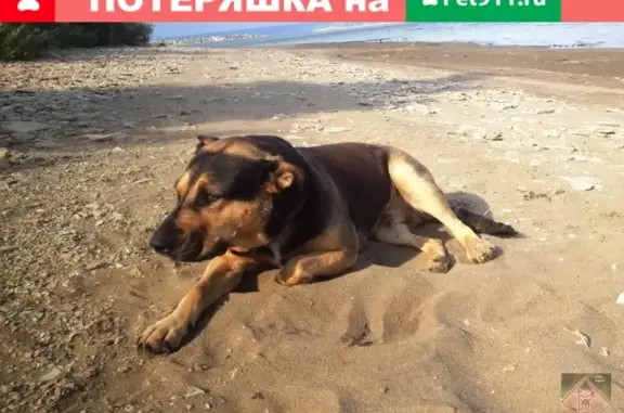Пропала собака на ул. Макаренко, Пермь