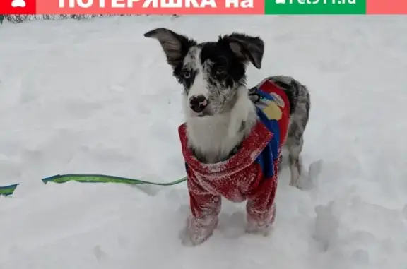 Собаки потеряшки, Ульяновск, фото: Потеряшка собака Лина в Ишеевке, Ульяновск