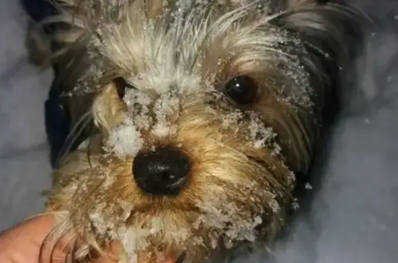 Собаки потеряшки, Ульяновск, фото: Потеряшка собака на улице Аблукова, Йоркширский терьер, 7 мес., вознаграждение