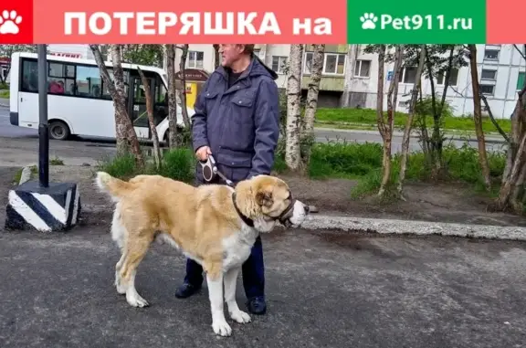 Пропала собака в Росте, САО, Мурманск