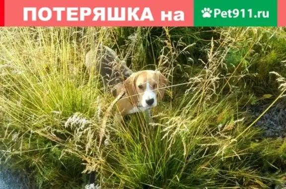 Пропала собака породы Бигель, Оленегорск, Мурманская область