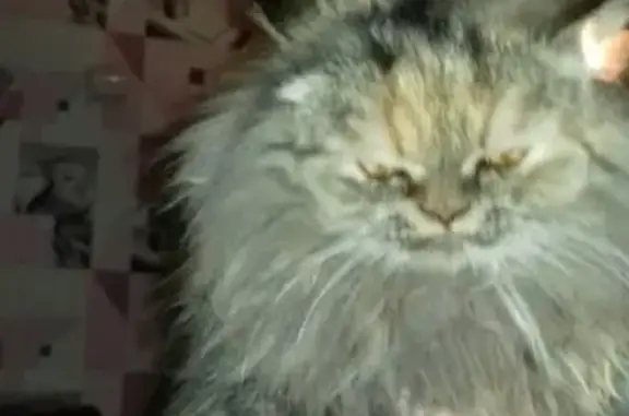 Персиковая кошка ищет дом в Ангарске