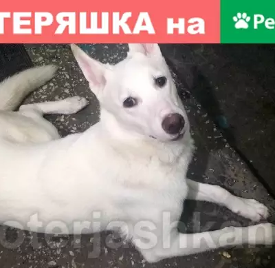 Найден белый песик в Новосибирске, ищем хозяев!