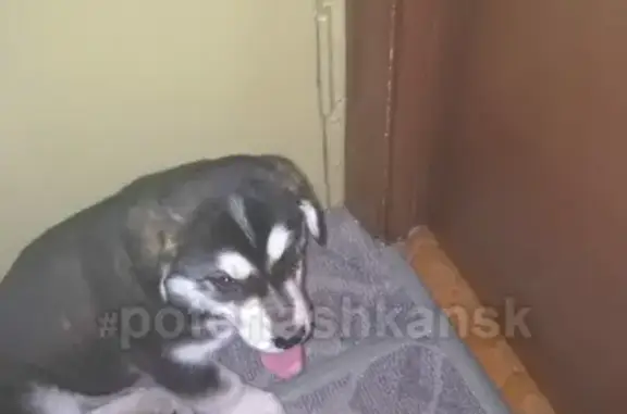 Найден щенок на улице Широкой в Ленинском районе