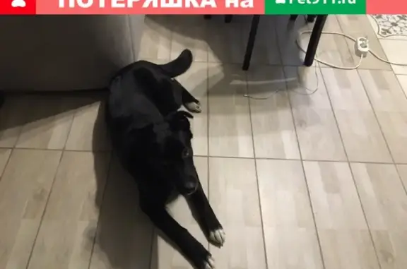 Найдена собака в Якутске, район Лермонтова, с ошейником