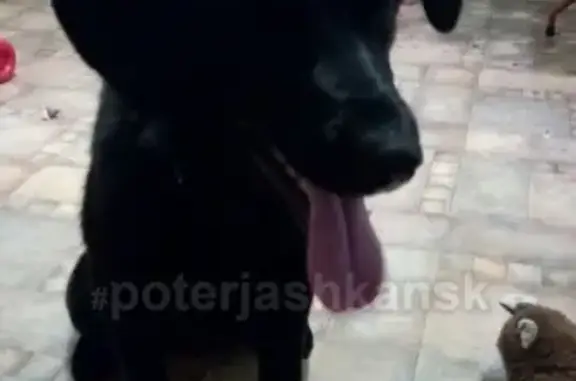 Найдена собака в Новосибирске, ищем хозяев!